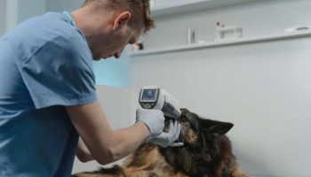 How Often Should I Take My Pet to the Vet? Explained